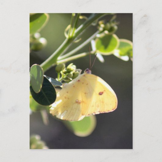 Cloudless Sulfur Butterfly Foto Postkarte (Vorderseite)