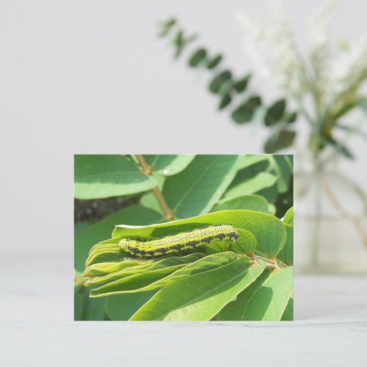 Cloudless Sulphe Raupe Postkarte (Stehend Vorderseite)