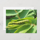 Cloudless Sulphe Raupe Postkarte (Vorne/Hinten)