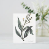 Clove Postkarte (Stehend Vorderseite)