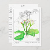Clove Spice Materia Medica Monograph Postkarte (Vorne/Hinten)
