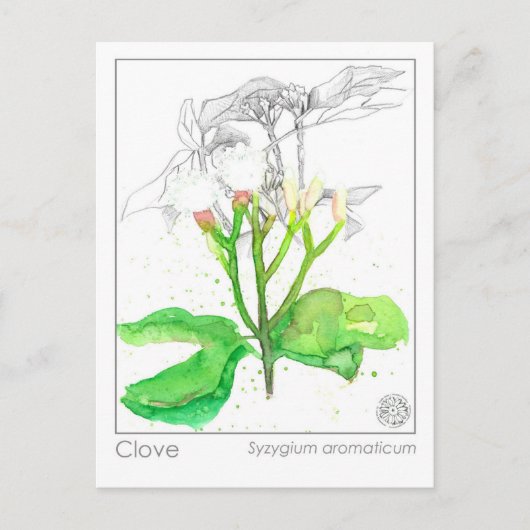 Clove Spice Materia Medica Monograph Postkarte (Vorderseite)
