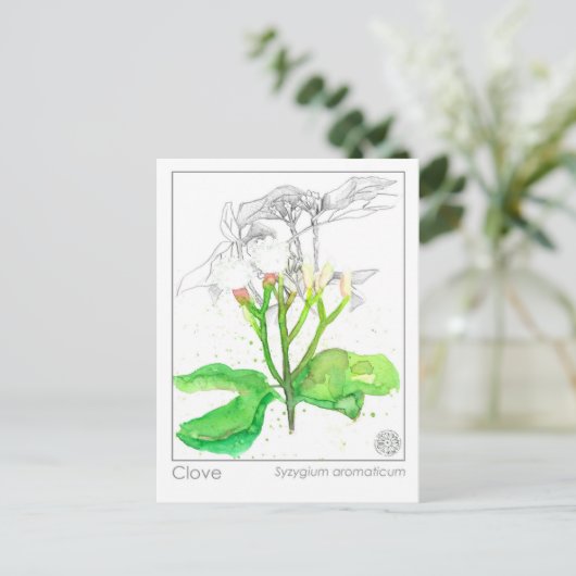 Clove Spice Materia Medica Monograph Postkarte (Stehend Vorderseite)