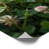 Clover Badger Meadow Luck Poster (Ecke)