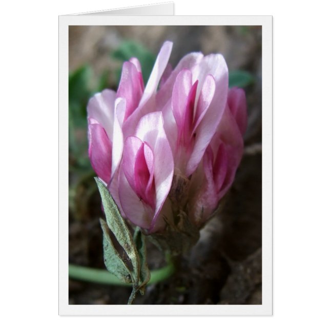 Clover - Felsgebirge (Vorne)