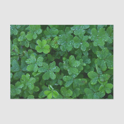 Clover und Dew Seidenpapier (Vorderseite)