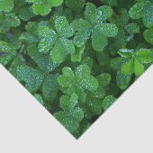 Clover und Dew Seidenpapier (Ausschnitt)