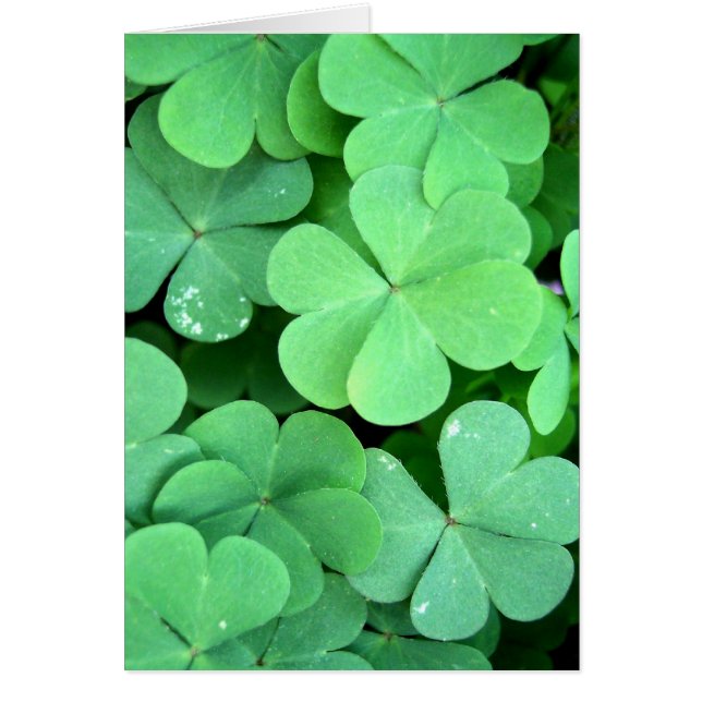 Clovers (Vorne)