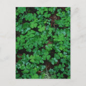 Clovers Benutzerdefinierte Postkarte (Vorderseite)