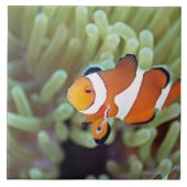 Clown anemonefish 4 fliese (Vorderseite)
