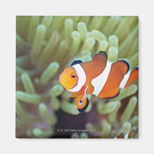 Clown anemonefish 4 magnet