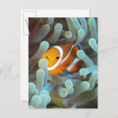 Clown Anemonefish Postkarte (Vorne/Hinten)