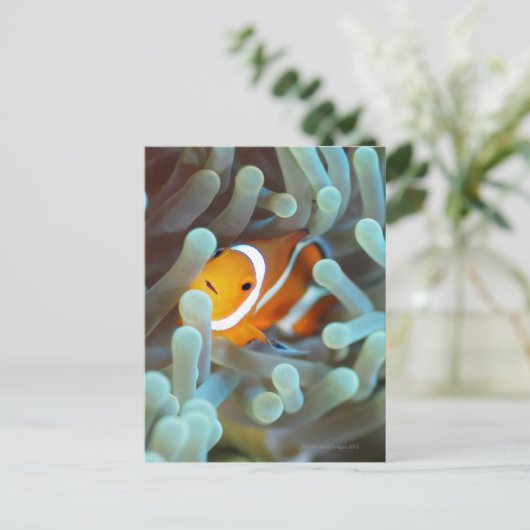 Clown Anemonefish Postkarte (Stehend Vorderseite)