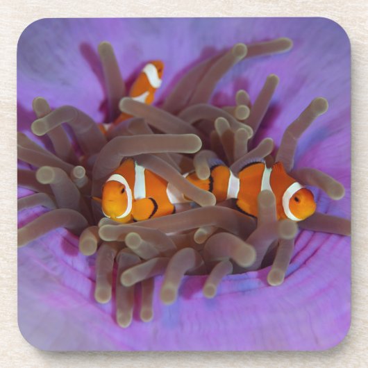 Clown Anemonefish Set von 6 Untersetzer (Vorderseite)