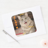 Clown Cat Quadratischer Aufkleber (Umschlag)