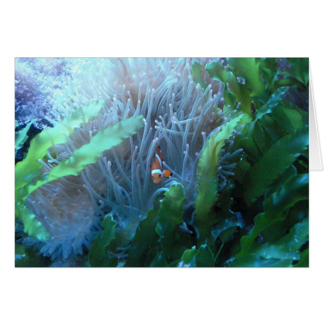 Clown-Fische (Vorderseite (Horizontal))