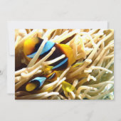 Clown-Fische Einladung (Rückseite)