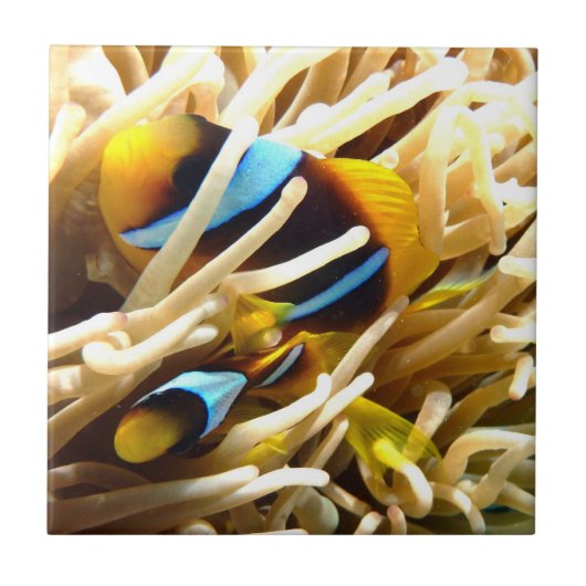 Clown-Fische Fliese (Vorderseite)