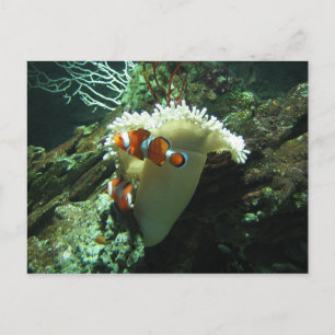 Clown-Fische Postkarte