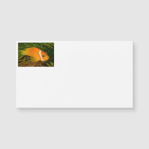 Clown Fish Business Cards Magnetkarte