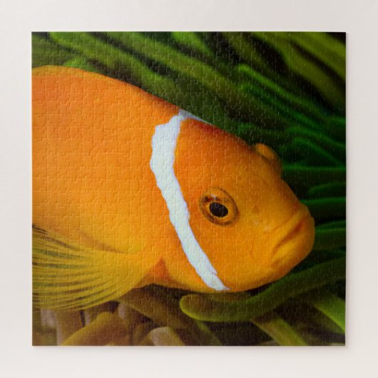 Clown Fish Jigsaw Puzzle (Vertikal)