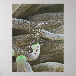 Clown Shrimp Poster