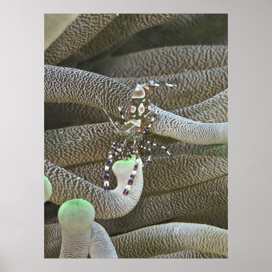 Clown Shrimp Poster (Vorne)