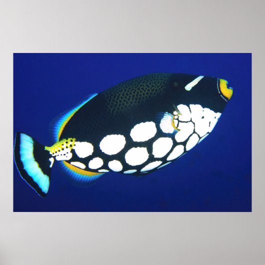 Clown-Trigger in Blau Poster (Vorne)