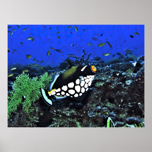 Clown Triggerfish am Riff Poster (Vorne)