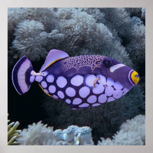 Clown Triggerfish Poster (Vorne)