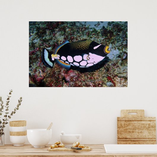 Clown Triggerfish Poster (Küche)