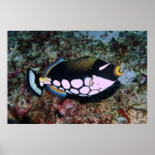 Clown Triggerfish Poster (Vorne)