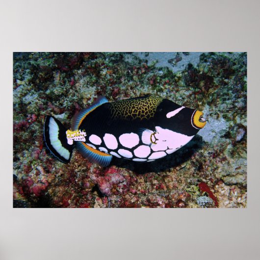 Clown Triggerfish Poster (Vorne)