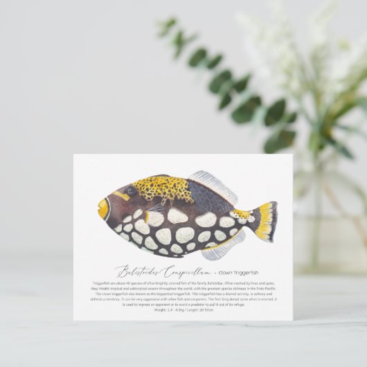 Clown Triggerfish Postkarte (Stehend Vorderseite)