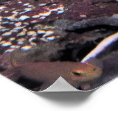 Clown Triggerfish Raja Ampat Poster (Ecke)