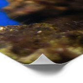 Clown vis poster (Ecke)