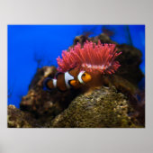 Clown vis poster (Vorne)