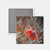 Clownanemonefisch 2 magnet (Vorderseite/Rückseite)