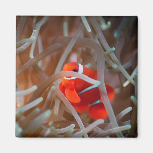 Clownanemonefisch 2 magnet (Vorne)