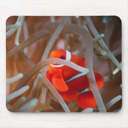 Clownanemonefisch 2 mousepad (Vorne)