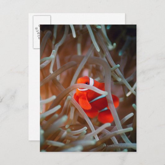 Clownanemonefisch 2 postkarte (Vorne/Hinten)
