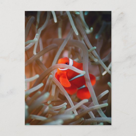 Clownanemonefisch 2 postkarte (Vorderseite)
