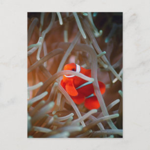 Clownanemonefisch 2 postkarte
