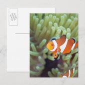 Clownanemonefisch 4 postkarte (Vorne/Hinten)