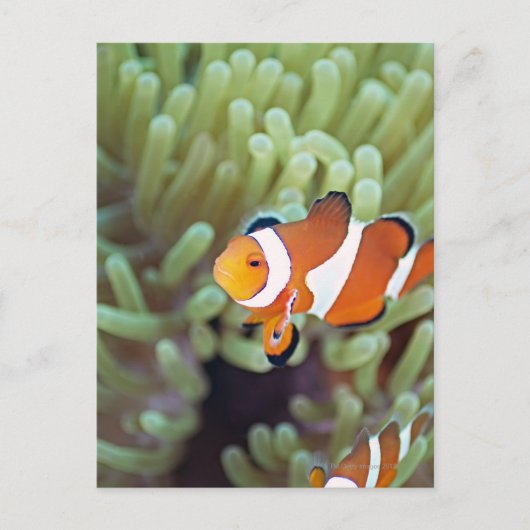 Clownanemonefisch 4 postkarte (Vorderseite)
