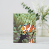 Clownanemonefisch 4 postkarte (Stehend Vorderseite)