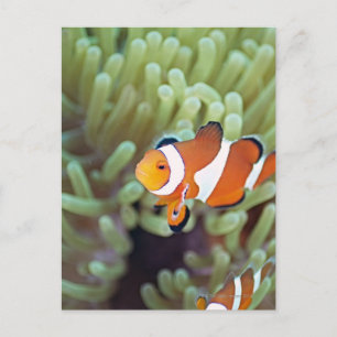 Clownanemonefisch 4 postkarte