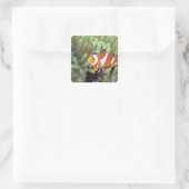 Clownanemonefisch 4 quadratischer aufkleber (Tasche)