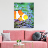 Clownanemonefisch Leinwanddruck (Insitu (Wohnzimmer))
