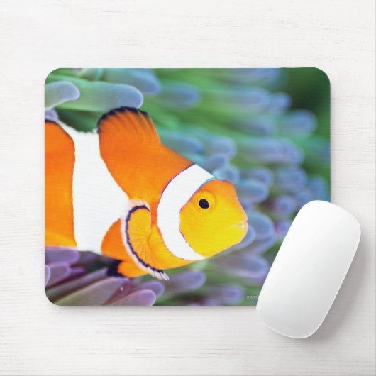 Clownanemonefisch Mousepad (Mit Mouse)